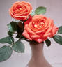 Apricot Doll rose photo