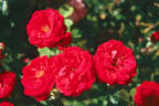 Blueblood ™ rose photo