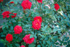 Blueblood ™ rose photo