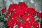 Blueblood ™ rose photo