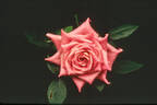 Blue Ice ™ rose photo