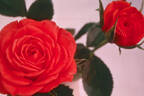 Double Date ™ rose photo