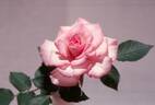 Enjoy rose photo