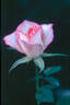 Enjoy rose photo