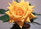 Gala Gold rose photo