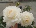New Iceberg rose photo