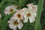 August Deusser rose photo