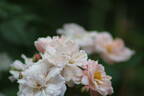Jean Stephenne rose photo