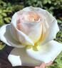 Brindabella Blush rose photo