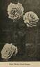 Madame Marcel Delanney rose photo