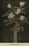 Mrs. John Laing rose photo