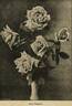 Willowmere rose photo