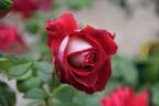 Osiria rose photo