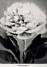 Charlemagne peony photo