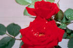 Potluck ® Crimson rose photo