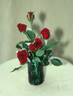 Red Rover rose photo