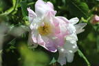 Jablonovy kvet rose photo