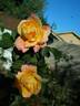 SO17Hug#1 rose photo