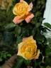 SO17Hug#1 rose photo