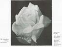 Pius XI rose photo