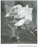 Baronesse H. von Geyr rose photo