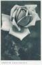 Annette Gravereaux rose photo