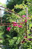 Philadelphia Rambler rose photo