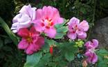Eye To Eye ™ rose photo