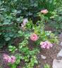 Eye To Eye ™ rose photo