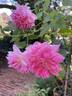 Diana Allen rose photo