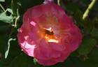 Heart of Gold rose photo