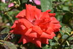 Summer Holiday ® rose photo