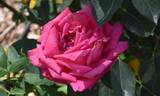 Stephanie Diane rose photo