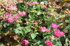 Spanish Caravan ® rose photo