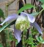 Ocean Pearl clematis photo