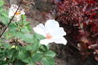 Anne Aymone rose photo