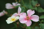 Souvenir de Louis Lens rose photo