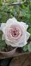 Moonlight Scentsation ® rose photo