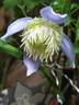 Ocean Pearl clematis photo
