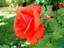 Satellite ® rose photo