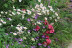 Stadt Rom rose photo
