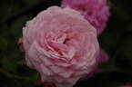 St. Ethelburga rose photo