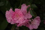 Pink Bells ® rose photo