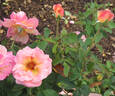 Bendigold rose photo
