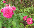 Brush Strokes rose photo