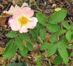 Cecilia 89 rose photo