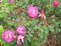 Dusky Moon rose photo