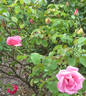 Lady Mann rose photo