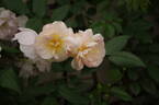 The Lady of the Lake rose photo