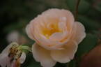 The Lady of the Lake rose photo